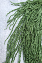 Load image into Gallery viewer, Preserved Amaranthus