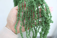 Load image into Gallery viewer, Preserved Amaranthus