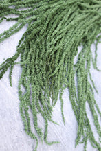 Load image into Gallery viewer, Preserved Amaranthus