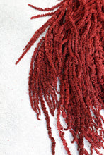 Load image into Gallery viewer, Deep Red Preserved Amaranthus