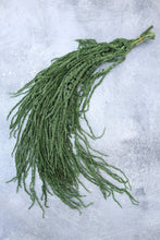 Load image into Gallery viewer, Preserved Amaranthus
