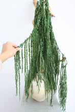 Load image into Gallery viewer, Preserved Amaranthus
