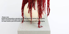 Load image into Gallery viewer, Deep Red Amaranthus Hanging Preserved
