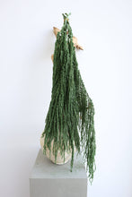 Load image into Gallery viewer, Preserved Amaranthus
