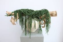 Load image into Gallery viewer, Preserved Amaranthus
