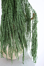 Load image into Gallery viewer, Preserved Amaranthus
