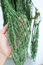 Load image into Gallery viewer, Preserved Amaranthus
