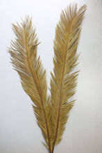 Load image into Gallery viewer, Dried Sago Palm leaves
