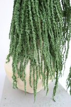 Load image into Gallery viewer, Preserved Amaranthus
