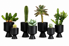 Load image into Gallery viewer, Black Pot Cactus &amp; Succulent
